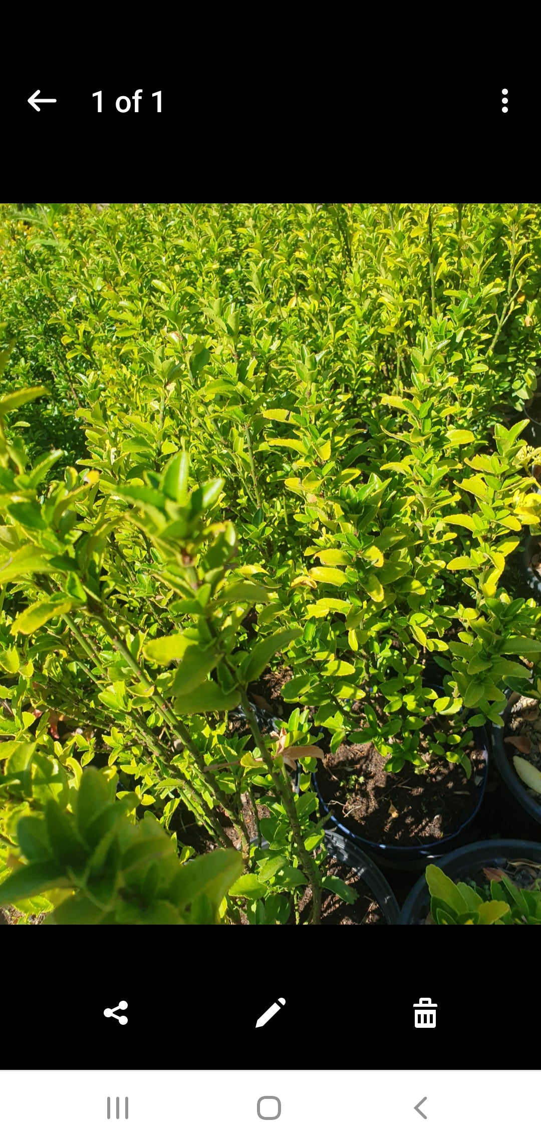 Japanska kurika (Euonymus japonicus)