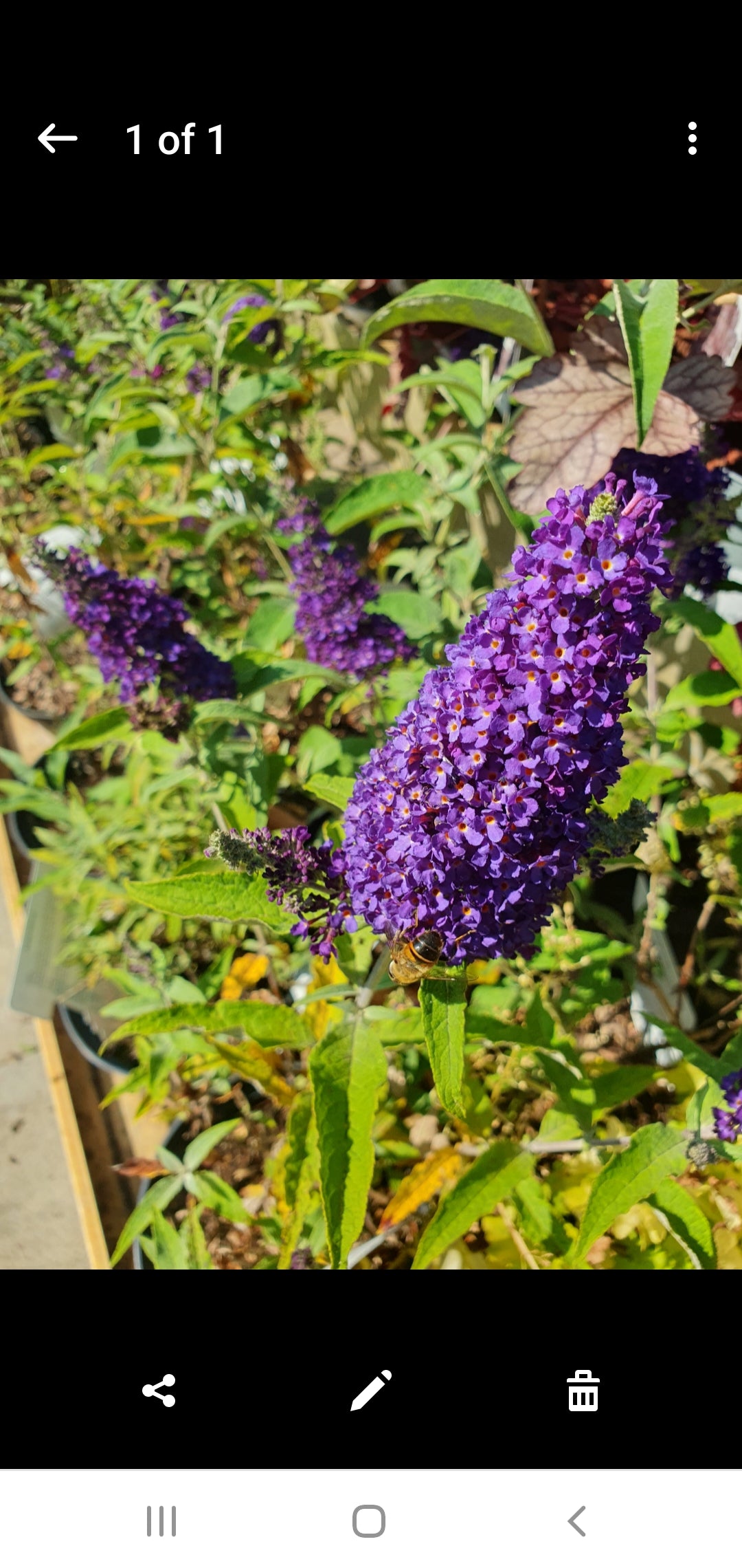Budleja (Buddleja davidii)
