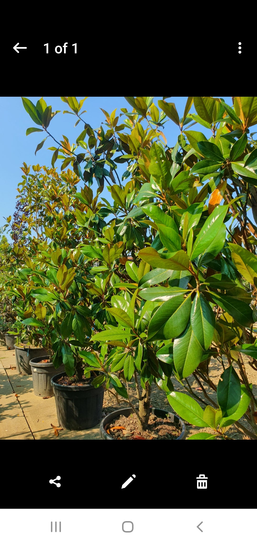 🌸 Magnolia Grandiflora