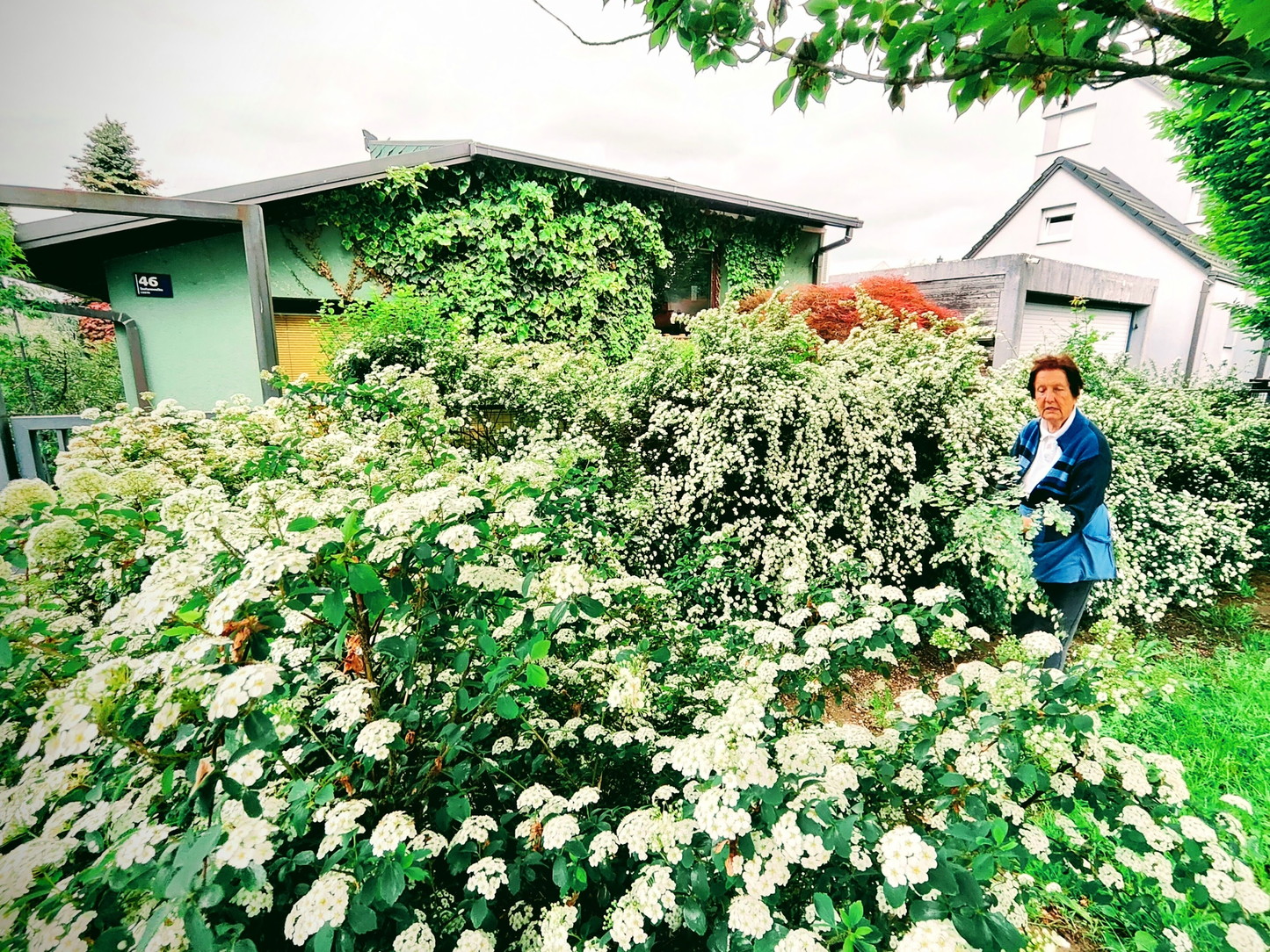 Suručica (Spirea japonica)