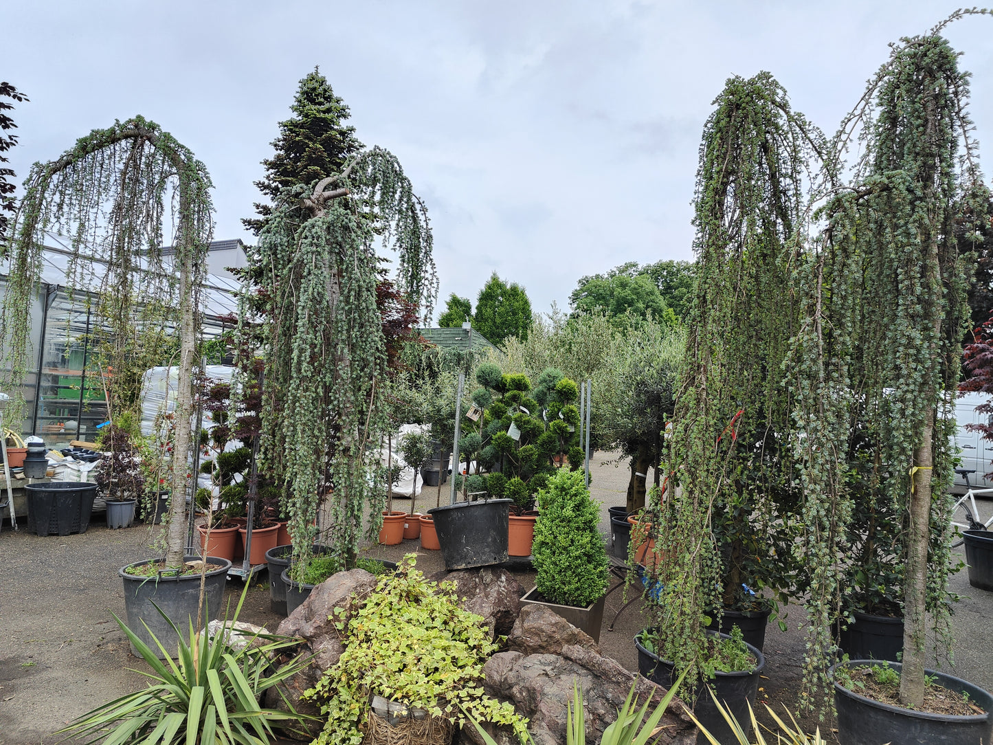 Pendulasti cedar (Cendar pendula)