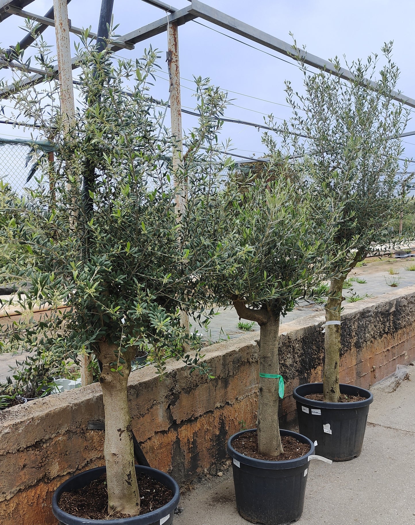 Maslina (Olea europaea)