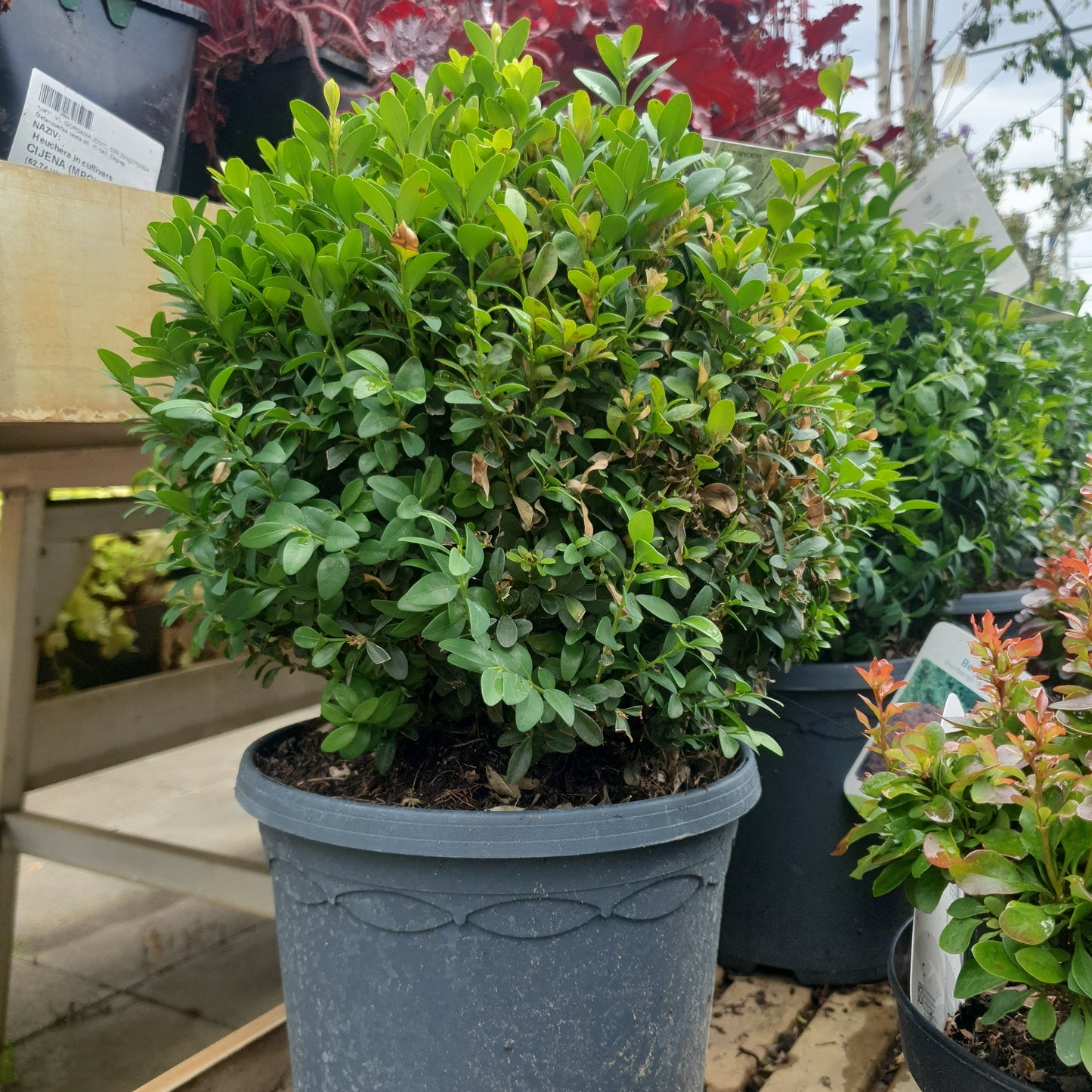 Buksus (Buxus sempervirens)