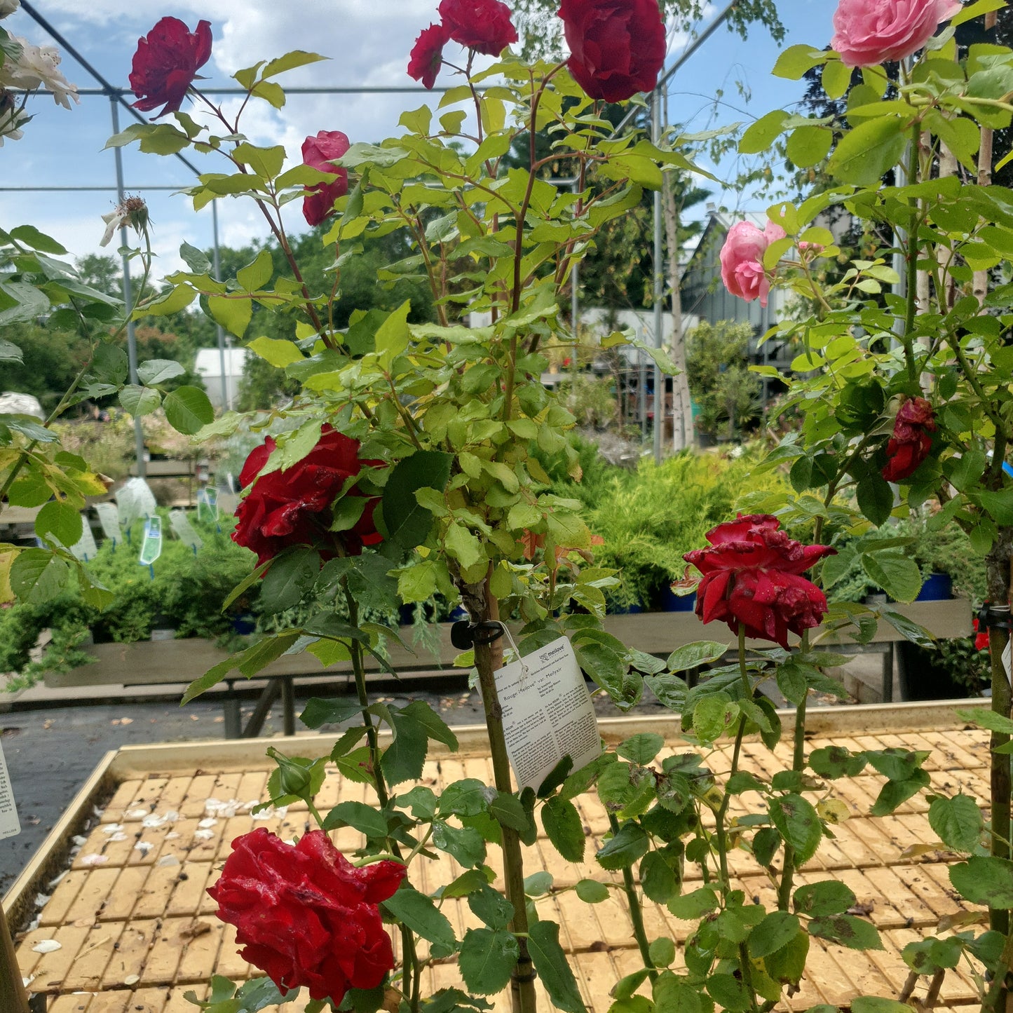 Rose (Tea Rose)