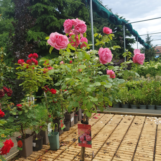 Rose (Rose var. Meideauri)