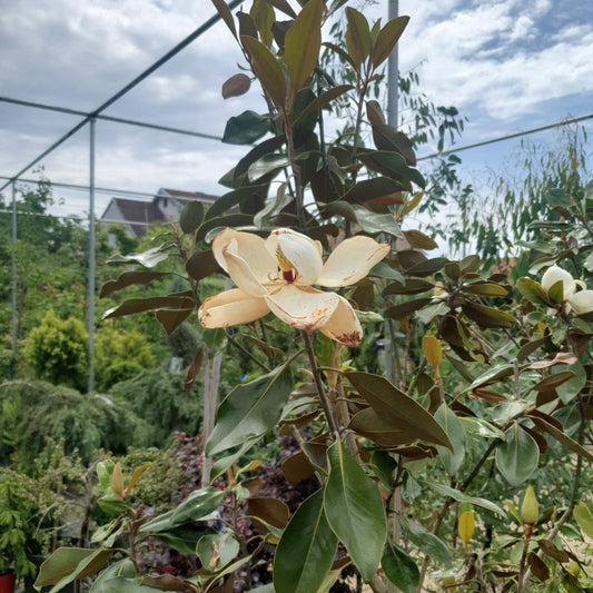 🌸 Magnolia Grandiflora