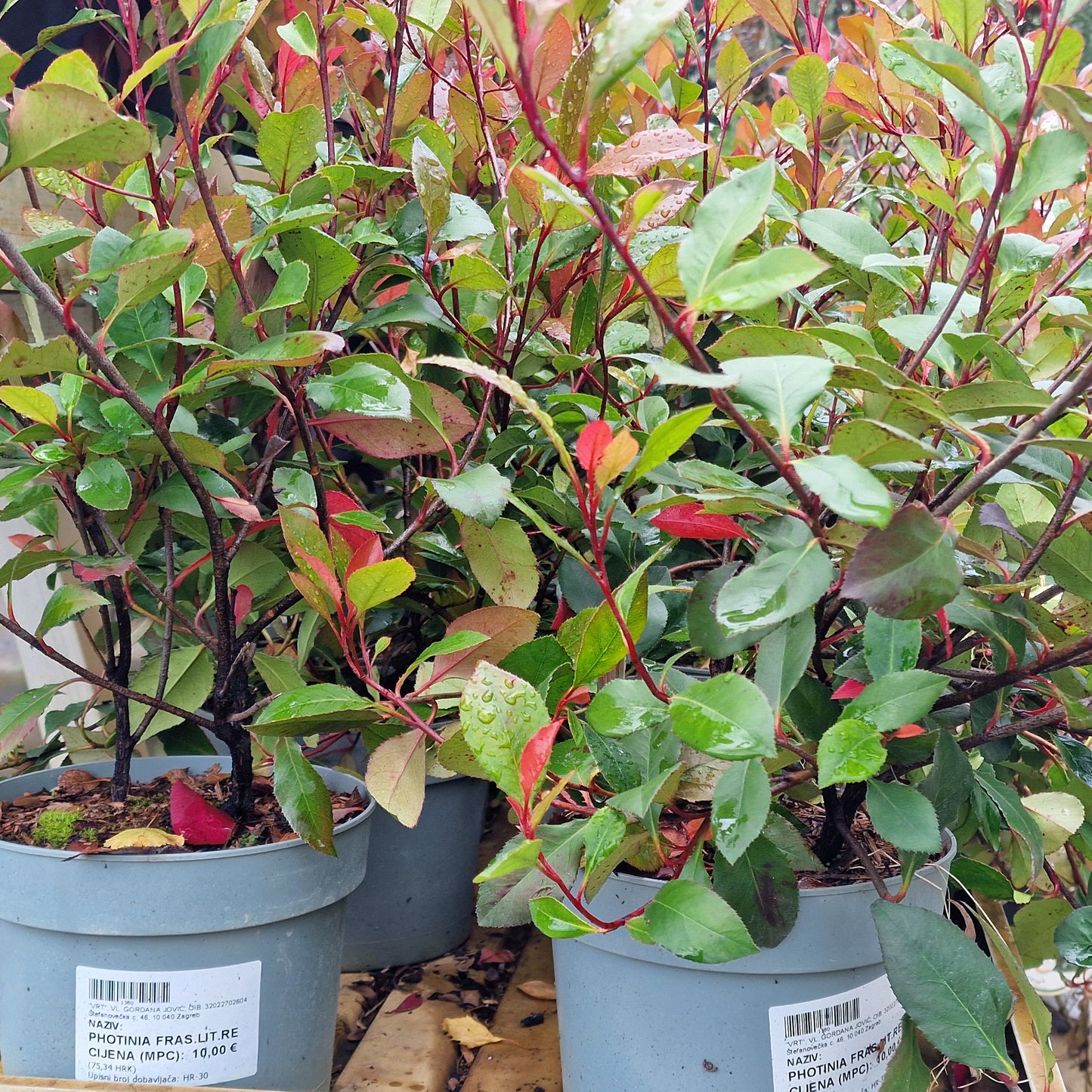 Red-leaved photinia (Photinia fraseri)