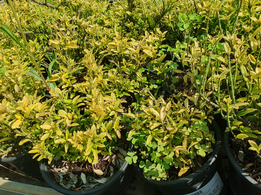 Euonymus mix