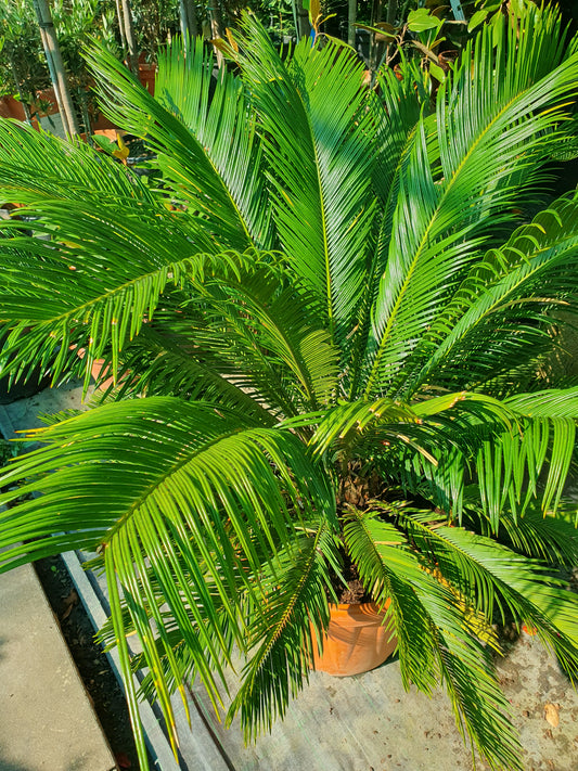 Sago palm (Cycas revoluta)