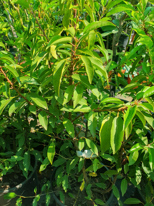 Portuguese laurel (Prunus lusitanica)