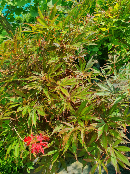 Japanese maple (Acer palmatum)