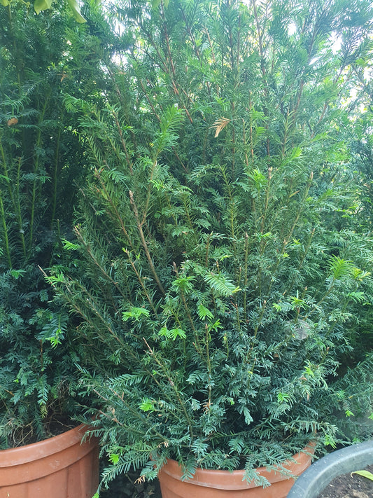 Yew (Taxus baccata) 