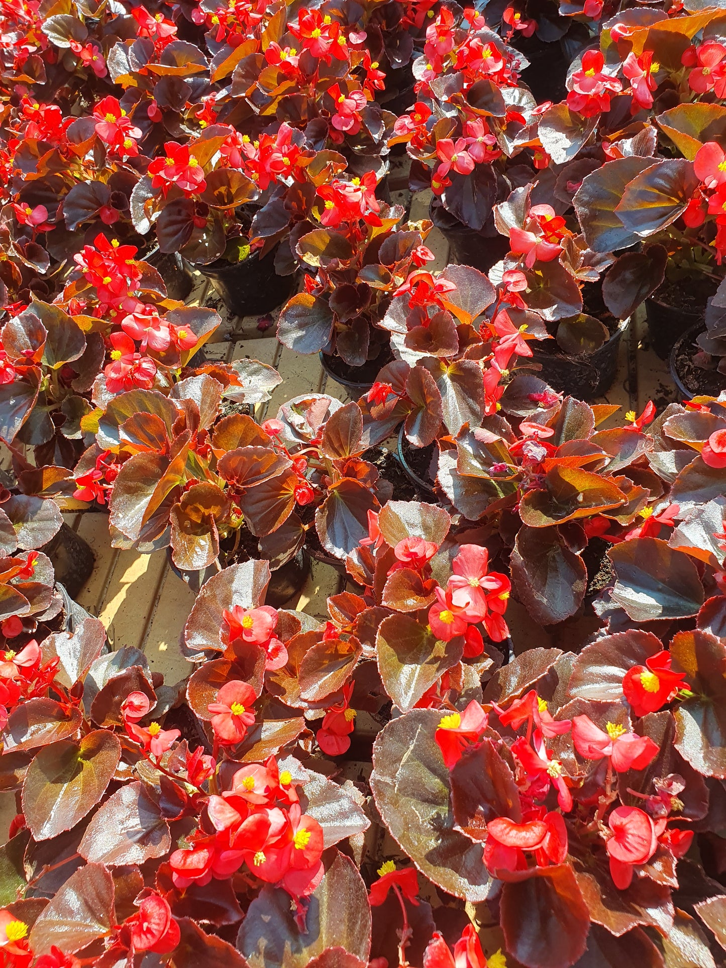 Begonia (Begonia cucullata)