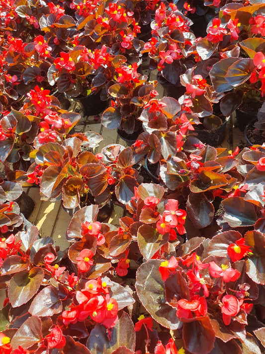 Begonia (Begonia cucullata)