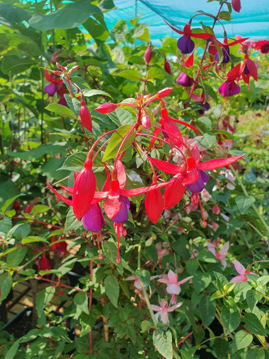 Fuchsia bush (Fuchsia magellanica)