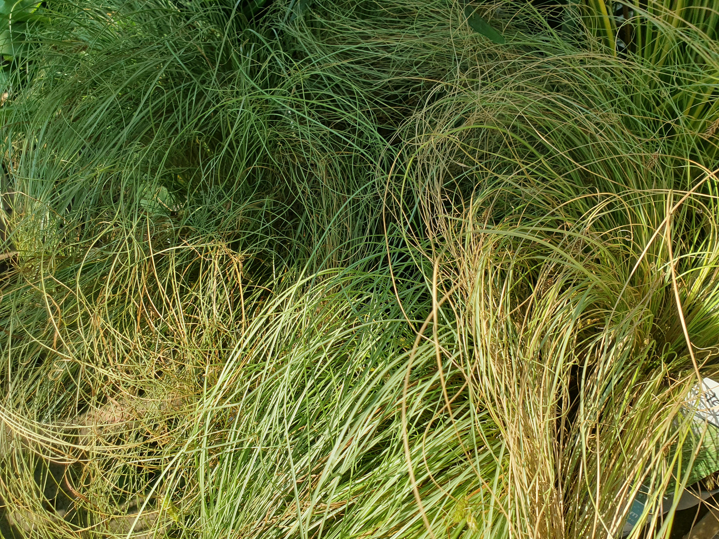 Japanski šaš (Carex oshimensis)