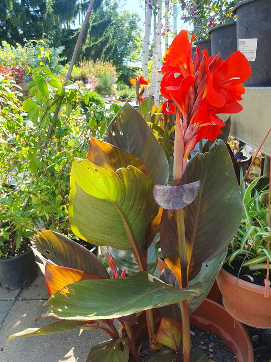 Canna (Canna indica L.)