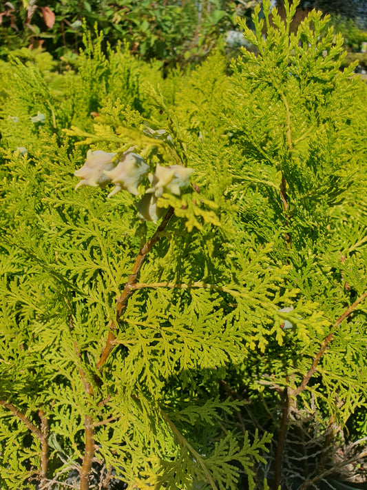 Eastern thuja (Platycladus orientalis)