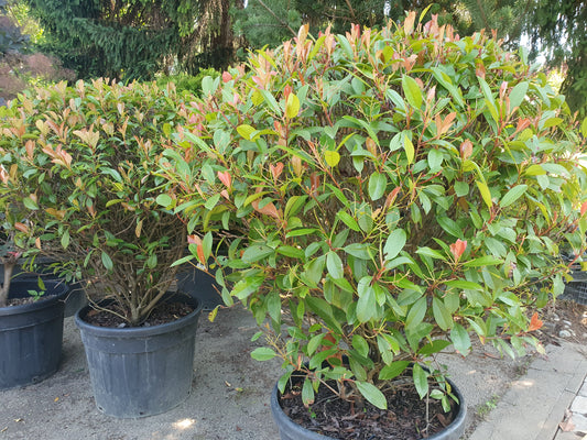 Photinia x fraseri