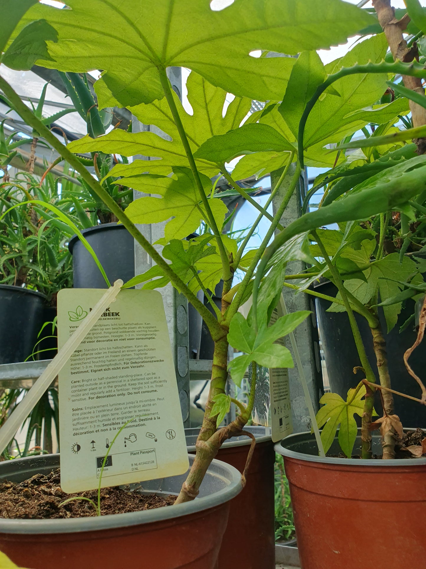 Indoor aralia (Fatsia japonica)